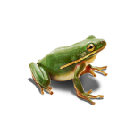 Funny Frog